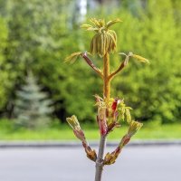 Молодой каштан :: Валерий Иванович Молодой каштан :: Валерий Иванович