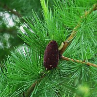 май :: Елена Шаламова май :: Елена Шаламова