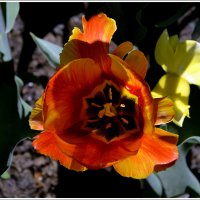 Тюльпан :: Aleksandr Gal