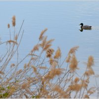 Пловец :: Сеня Белгородский Пловец :: Сеня Белгородский