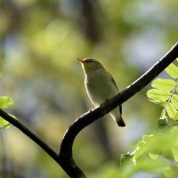 Пеночка трещетка :: Алексей .