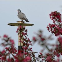 Командующий :: Сеня Белгородский