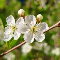 Цветение вишни :: светлана льдокова