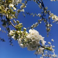 Весна 2025 :: Татьяна Пальчикова