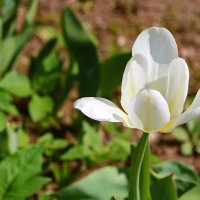 *** :: Светлана 