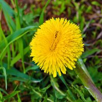 Майское солнышко :: Светлана Майское солнышко :: Светлана