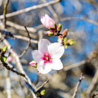 Цветок миндаля :: Oleg4618 Шутченко