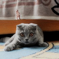 Взгляд хищника :: Марсель Валеев
