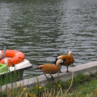 Галя, уходим! Нет покоя от этих папарацци. :: Магомед .