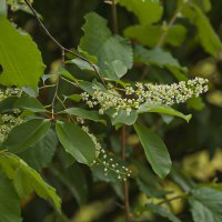 Зацветает черемуха. :: Lucy Schneider 