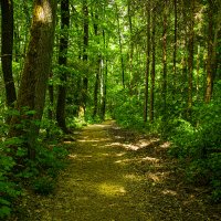 Лесная дорога. :: Lucy Schneider 