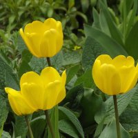 Капли солнца, упавшие с неба... :: Freddy 97