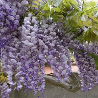 Глициния - сиреневая сказка.. :: Галина 