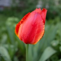 Цветок красного тюльпана :: Александр Синдерёв Цветок красного тюльпана :: Александр Синдерёв