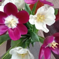 Тюльпаны :: Надежда Тюльпаны :: Надежда