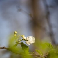 *** :: Яна Горбунова *** :: Яна Горбунова