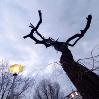 Крона :: Сергей Порфирьев
