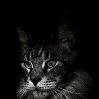 Котейка :: Евгений С