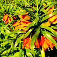 Празднично блестит на солнце Рябчик императорский :: Aida10 