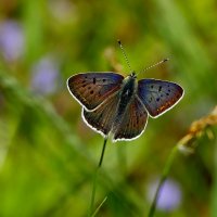 бабочки, снятые 7 мая  3 :: Александр Прокудин