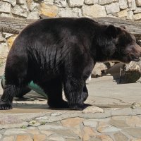 Бурый медведь Гром :: <<< Наташа >>>