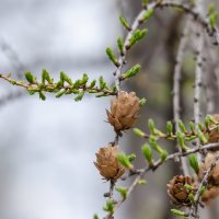 Лиственница. :: Виктор Иванович Чернюк