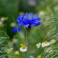 Синий платочек :: Николай 