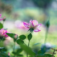 Сезон роз в Ханчжоу :: Дмитрий 