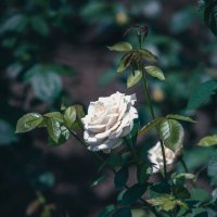 Сезон роз в Ханчжоу :: Дмитрий 