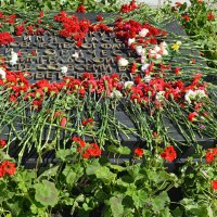 Земля с Мамаева кургана (ХРАНИТСЯ В УРНЕ)  на Монументе Славы :: Татьяна Лютаева