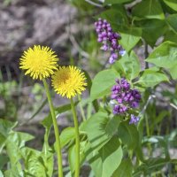 Майские :: Валерий Иванович