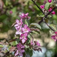 Яблоня Недзвецкого цветёт :: Валерий Иванович