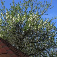 Слива цветёт :: Людмила Смородинская