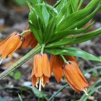 Весна в Ботаническом... :: Наташа *****