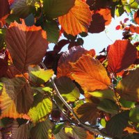 краски мая :: Елена Шаламова