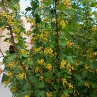 Весеннее :: Елена Семигина