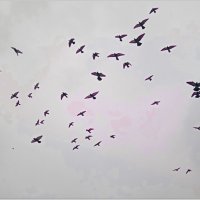 Птицы :: dindin 