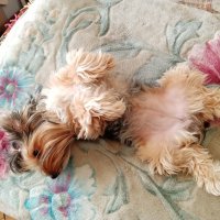 Мия. :: Владимир Драгунский