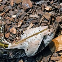 Только бы не приснилась ... :: Alexandеr P