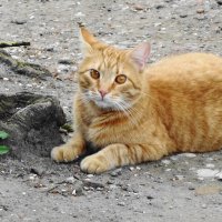 Братья наши меньшие... :: Рита Симонова