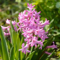 Кудряшки Весны... :: Надежда Куркина 