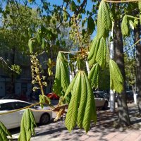 *** :: Валентина Береснева *** :: Валентина Береснева