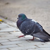 Кто там шагает правой? Левой! Левой! :: Олег Манаенков