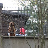 Юкки :: Елена Минина Юкки :: Елена Минина