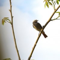 Весна пришла 4 :: Natali 