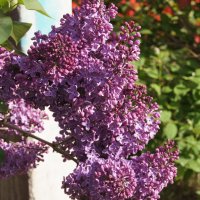 Сирень :: Глеб 