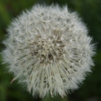 Белый одуванчик :: Глеб 
