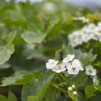 Жук и боярышник :: Олег Манаенков Жук и боярышник :: Олег Манаенков