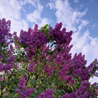 С праздником, с днем Великой Победы :: Татьяна Пальчикова