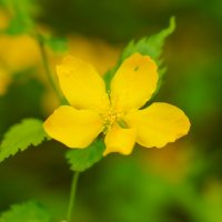 Цветущий май... :: Владимир Жданов